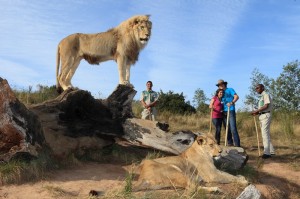 Conrad Pezula_Walking with lions-1